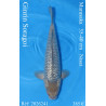 Koi Japan Nisai Ginrin Soragoi kweker Marusaka 35-40 cm