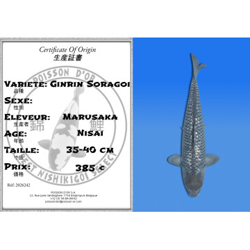 Koi Japan Nisai Ginrin Soragoi kweker Marusaka 35-40 cm