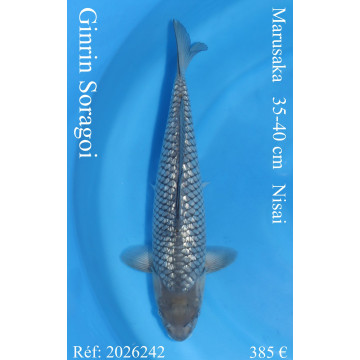 Koi Japan Nisai Ginrin Soragoi kweker Marusaka 35-40 cm