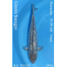 Koi Japon Nisai Ginrin Soragoi eleveur Marusaka 35-40 cm