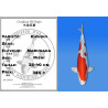 Koi Japon Nisai Kikusui eleveur Marusaka 35-40 cm