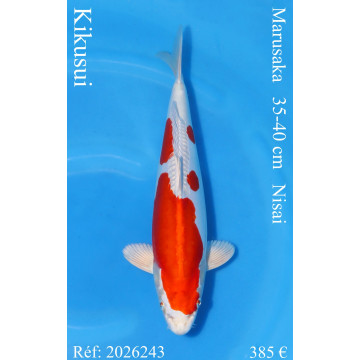 Koi Japon Nisai Kikusui eleveur Marusaka 35-40 cm