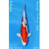 Koi Japan Nisai Kikusui kweker Marusaka 35-40 cm