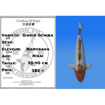 Koi Japon Nisai Ginrin Ochiba eleveur Marusaka 35-40 cm