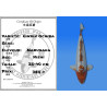 Koi Japon Nisai Ginrin Ochiba eleveur Marusaka 35-40 cm