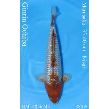 Koi Japan Nisai Ginrin Ochiba kweker Marusaka 35-40 cm