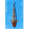Koi Japon Nisai Ginrin Ochiba eleveur Marusaka 35-40 cm