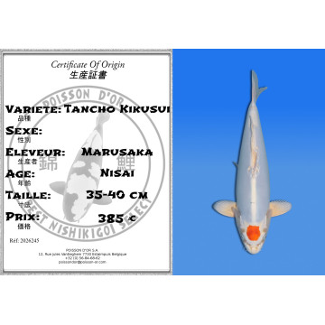 Koi Japon Nisai Tancho Kikusui eleveur Marusaka 35-40 cm