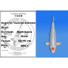Koi Japon Nisai Tancho Kikusui eleveur Marusaka 35-40 cm