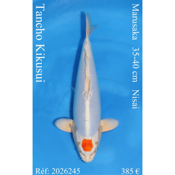 Koi Japan Nisai Tancho Kikusui kweker Marusaka 35-40 cm