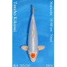 Koi Japon Nisai Tancho Kikusui eleveur Marusaka 35-40 cm