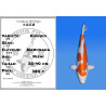Koi Japan Nisai Kikusui kweker Marusaka 35-40 cm