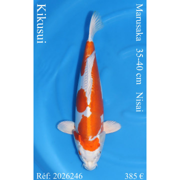 Koi Japan Nisai Kikusui kweker Marusaka 35-40 cm