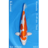 Koi Japan Nisai Kikusui kweker Marusaka 35-40 cm