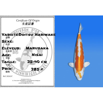 Koi Japon Nisai Doitsu Hariwake eleveur Marusaka 35-40 cm