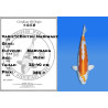 Koi Japan Nisai Doitsu Hariwake kweker Marusaka 35-40 cm