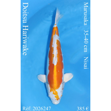 Koi Japon Nisai Doitsu Hariwake eleveur Marusaka 35-40 cm