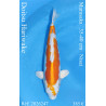 Koi Japon Nisai Doitsu Hariwake eleveur Marusaka 35-40 cm