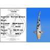 Koi Japan Nisai Doitsu Bekko kweker Marusaka 35-40 cm