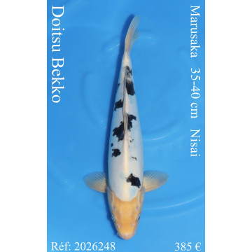 Koi Japon Nisai Doitsu Bekko eleveur Marusaka 35-40 cm