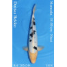 Koi Japan Nisai Doitsu Bekko kweker Marusaka 35-40 cm