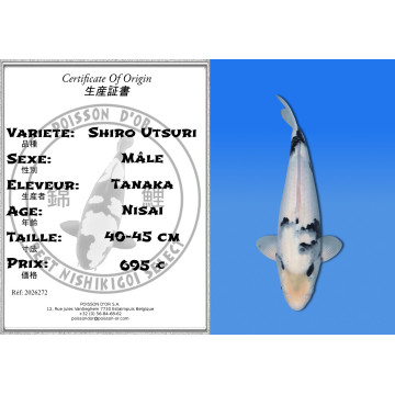 Koi Japon Nisai Shiro Utsuri Male eleveur Tanaka 40-45 cm
