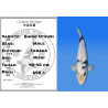 Koi Japon Nisai Shiro Utsuri Male eleveur Tanaka 40-45 cm