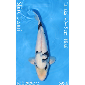Koi Japon Nisai Shiro Utsuri Male eleveur Tanaka 40-45 cm