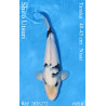 Koi Japan Nisai Shiro Utsuri Man kweker Tanaka 40-45 cm