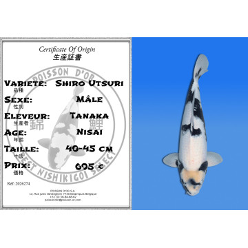 Koi Japan Nisai Shiro Utsuri Man kweker Tanaka 40-45 cm