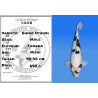 Koi Japon Nisai Shiro Utsuri Male eleveur Tanaka 40-45 cm