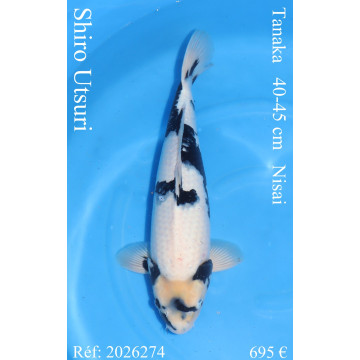 Koi Japan Nisai Shiro Utsuri Man kweker Tanaka 40-45 cm