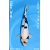 Koi Japon Nisai Shiro Utsuri Male eleveur Tanaka 40-45 cm