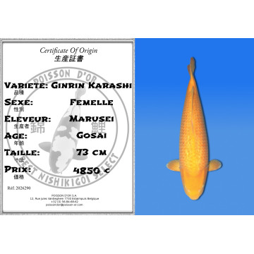 Koi Japan Gosai Ginrin Karashi Vrouw kweker Marusei 73 cm