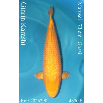 Koi Japon Gosai Ginrin Karashi Femelle eleveur Marusei 73 cm