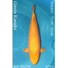 Koi Japon Gosai Ginrin Karashi Femelle eleveur Marusei 73 cm
