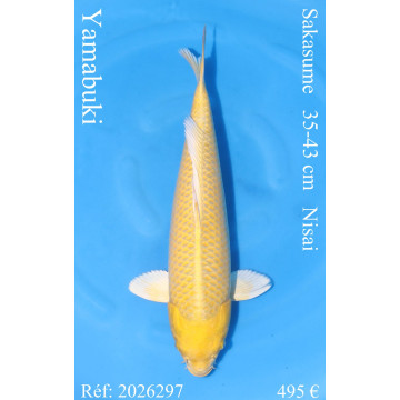 Koi Japan Nisai Yamabuki kweker Sakasume 35-43 cm
