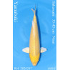 Koi Japan Nisai Yamabuki kweker Sakasume 35-43 cm