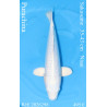 Koi Japan Nisai Purachina kweker Sakasume 35-43 cm