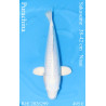 Koi Japon Nisai Purachina eleveur Sakasume 38-42 cm