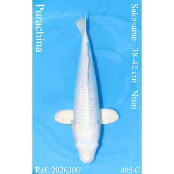 Koi Japan Nisai Purachina kweker Sakasume 38-42 cm