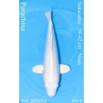Koi Japon Nisai Purachina eleveur Sakasume 38-42 cm