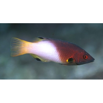 Bodianus axillaris : 6-8 cm