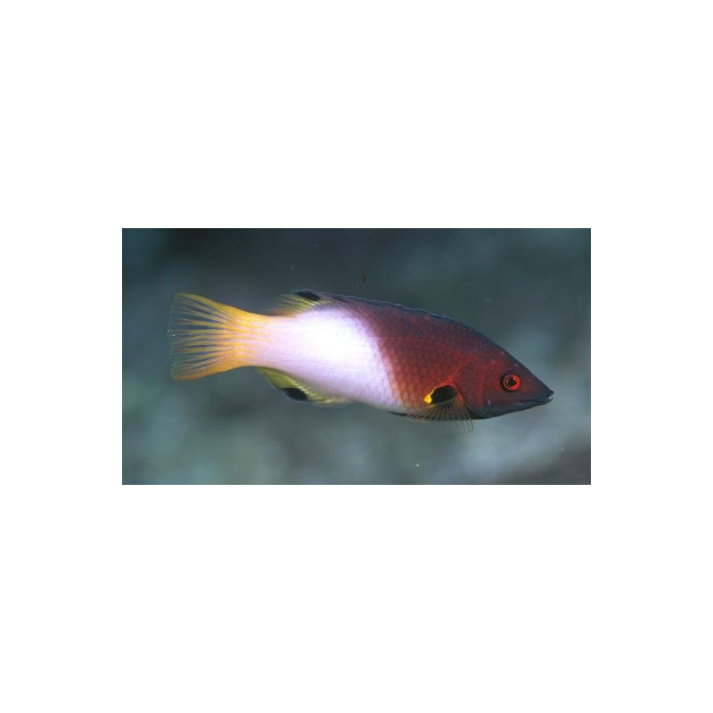 Bodianus axillaris : 6-8 cm Bodianus axillaris : 6-8 cm