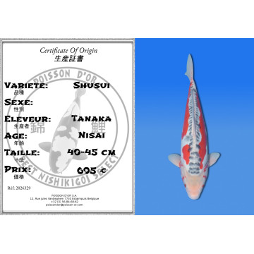 Koi Japan Nisai Shusui kweker Tanaka 40-45 cm