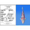 Koi Japon Nisai Shusui eleveur Tanaka 40-45 cm
