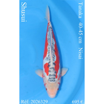 Koi Japon Nisai Shusui eleveur Tanaka 40-45 cm
