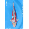 Koi Japon Nisai Shusui eleveur Tanaka 40-45 cm
