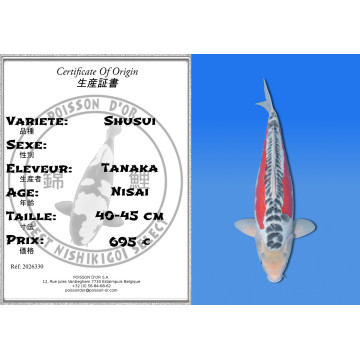 Koi Japan Nisai Shusui kweker Tanaka 40-45 cm