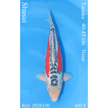 Koi Japan Nisai Shusui kweker Tanaka 40-45 cm